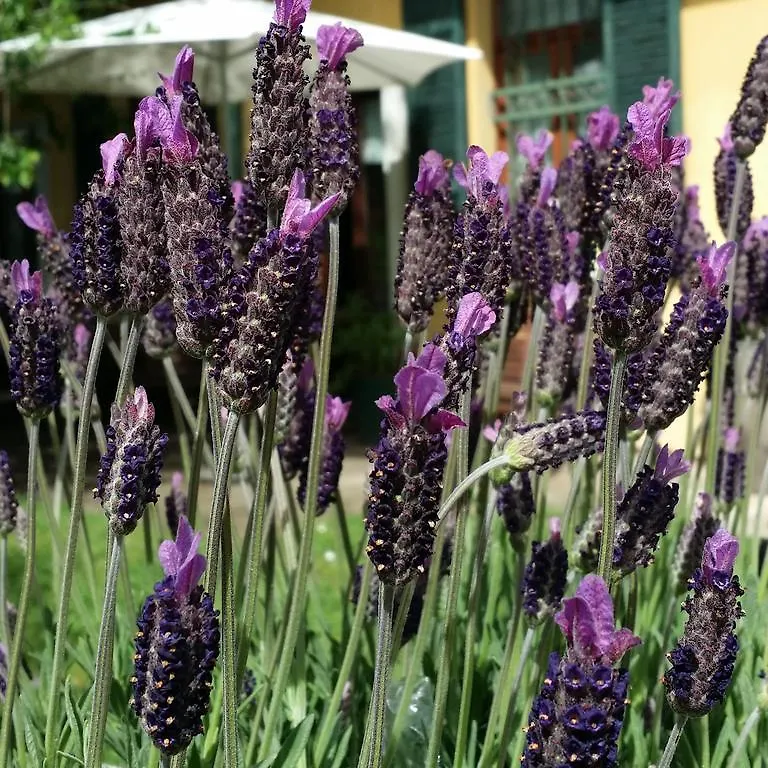 B&B I Due Noci Cardano Al Campo Italia